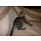Valentino, LaPerm - Kater