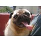 Valentino, Mops-Mix, - Rüde