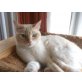 Valentino , Siam - Mix  - Kater