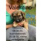 Valentino, herziger Welpenbub Welpen - Rüde