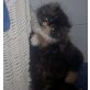 Valerie, Perser - Katze