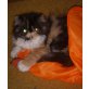 Valerie und Vivienne, Perser - Katze