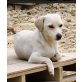 Valita, Jack-Russel-Mischling - Hündin