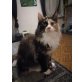 Vallera, Maine Coon - Katze