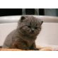 Van Helsing vom Streichelzoo, Britisch Kurzhaarkatze - Kater