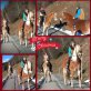 Vanda, Haflinger - Stute