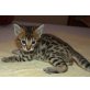 Vangelos, Vito Corleone, Bengalkatze - Kater