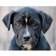 Vanilla, Cane-Corso-Mischling Welpen - Hündin