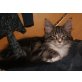 Vanilla Daisy, Maine Coon - Katze