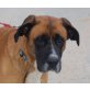 Vanilla, dt. Boxer - Schäferhund Mix - Hündin