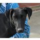 Vanisha, Labrador Mix - Hündin