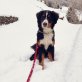 Vanja, Berner Sennenhund - Hündin