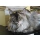 Vanja, Maine Coon - Katze