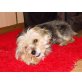 Vanny, Yorkshire Tertrier Mix - Hündin
