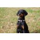 Varus  und Vanessa vom TEUFELSECK, Dobermann Welpen - Rüde