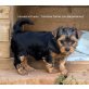 Vasco zum Barbarakreuz, Yorkshire Terrier - Rüde