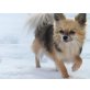 Vasili, Chihuahua langhaariger Schlag - Rüde