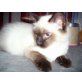 Vater= Ragdoll, Mutter= Ragdoll- Siam - Kater