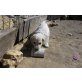 Vathi, Griechischer Mix - Hündin