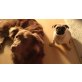 Veda, Mops - Hündin