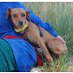 Vela, Pinscher Mix Welpen - Hündin