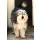 Velenzia, Bearded-Collie - Hündin