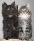 Velvetangels Chat Noir, Maine Coon - Katze