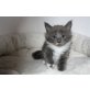 Velvetangels Juwel, Maine Coon - Katze