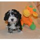 Velvety und Vilma, Havaneser Welpen - Hündin