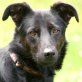 Vena, Flat-Coated Labrador-Mix-Mischling - Hündin