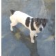 Venecia, Jack Russel - Hündin