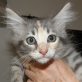 Venere, Langhaar-Mix - Katze