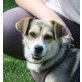 Venezia, Beagle Mix - Hündin