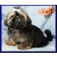 Vennto Lord, Shih Tzu Welpen - Rüde