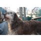 Venticello, Bracco Italiano-Spinone Mischling - Rüde