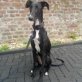 Vento kleiner Galgobube sucht liebe Familie, Galgo Español Welpen - Rüde