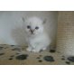 Venus, Heilige Birma - Katze