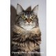 Venus, Maine Coon - Katze