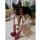 Venus, Schäferhund-Mischling Welpen - Hündin