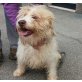 Venuto, Lagotto Romagnolo Mix - Rüde