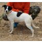 Vera, Border Collie Mix - Hündin