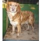 Vera, Retriever-Mischling - Hündin