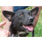 Vera, Schäferhund - Hündin