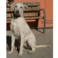 Verdi, Labrador-Galgo-Mix - Rüde