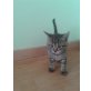Vergebe 3 zutrauliche,verspielte Babykätzchen - Katze