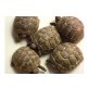 Verkaufe griechische Landschildkröten NZ 2014