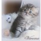 Verona, Perser - Katze