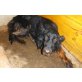Veronika - ein Leben in Angst, Gordon Setter - Hündin