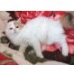 Verpaarung von Perser und Türkisch Van Katzen - Katze