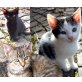 Verschenke Katzenbabys - Kater